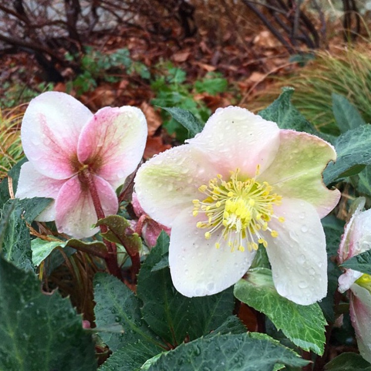 HELLEBORUS X BALLARDIAE HGC CAMELOT