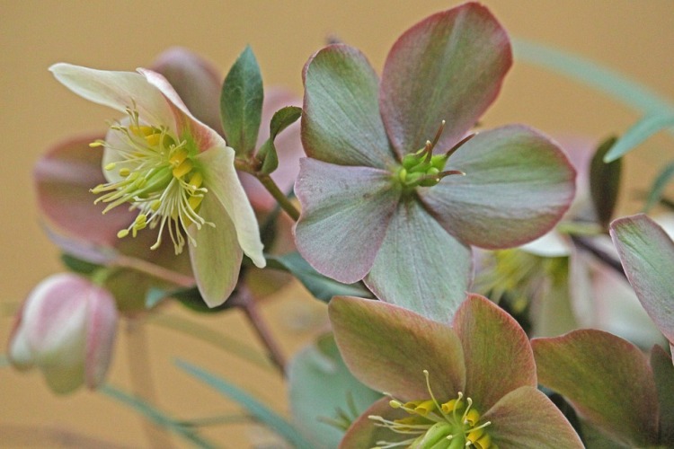 HELLEBORUS X BALLARDIAE HGC CAMELOT