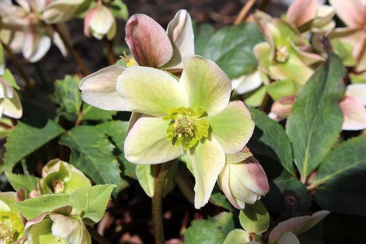HELLEBORUS X ERICSMITHII HGC MONTE CRIST