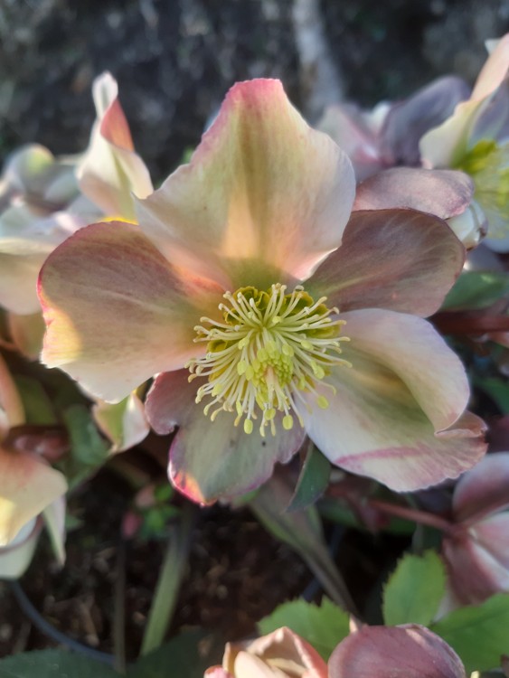 HELLEBORUS X ERICSMITHII HGC MONTE CRIST