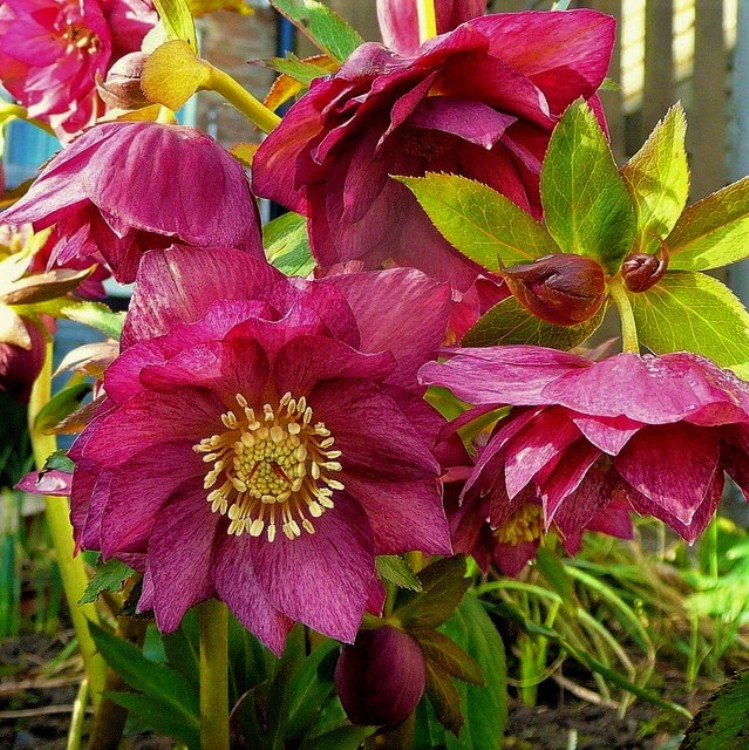 HELLEBORUS X PRINCE DOUBLE RED