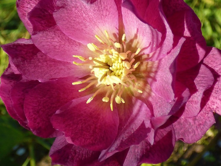 HELLEBORUS X PRINCE DOUBLE RED
