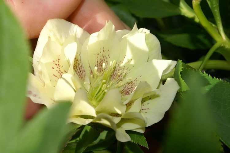 HELLEBORUS X DOUBLE ELLEN WHITE SPOTTED