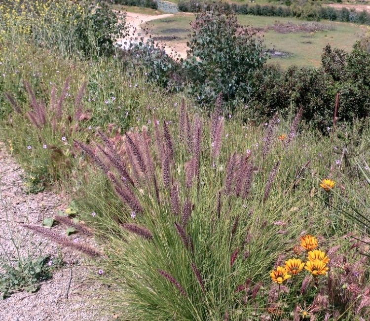 PENNISETUM ALOPECUROIDES RED HEAD