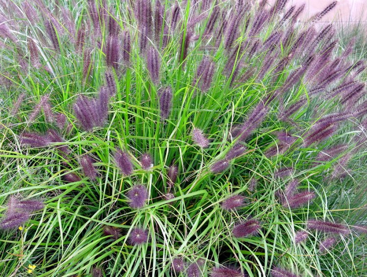 PENNISETUM ALOPECUROIDES RED HEAD