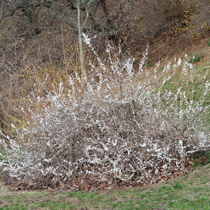 ABELIOPHYLLUM DISTICHUM -FORSIZIA BIANCA