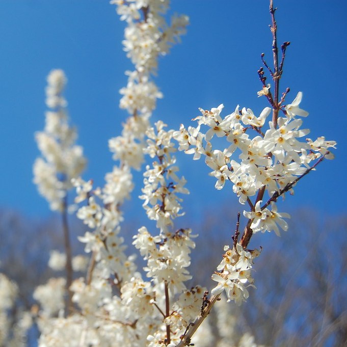 ABELIOPHYLLUM DISTICHUM -FORSIZIA BIANCA