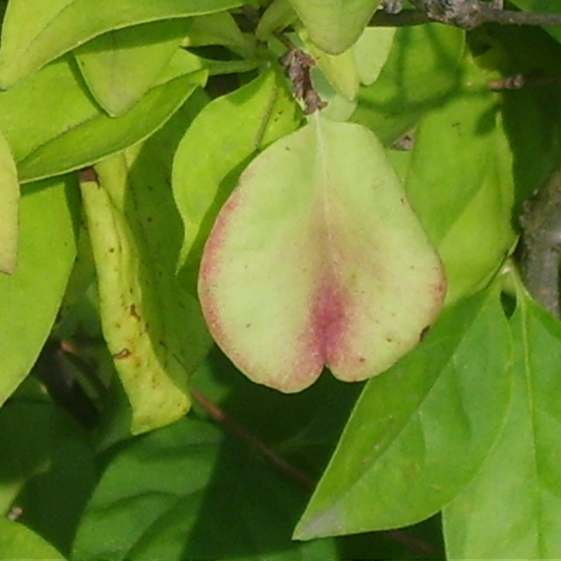 ABELIOPHYLLUM DISTICHUM -FORSIZIA BIANCA