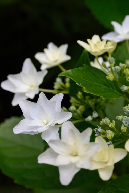 HYDRANGEA MACROPHYLLA HANABI