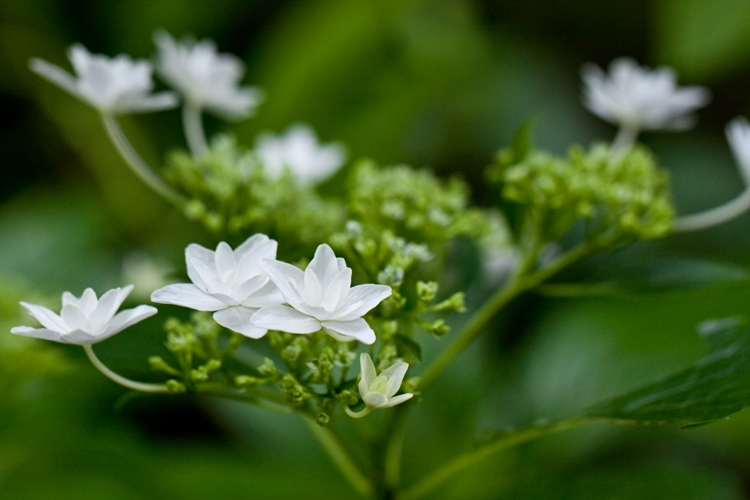HYDRANGEA MACROPHYLLA HANABI
