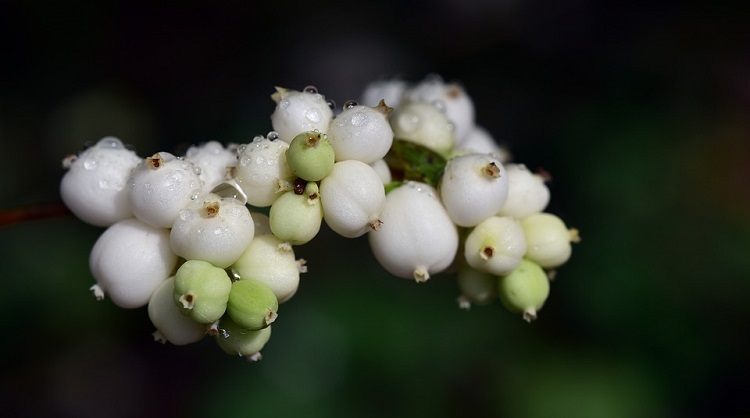 SYMPHORICARPOS CHENAULTI BRAIN DE SOLEIL