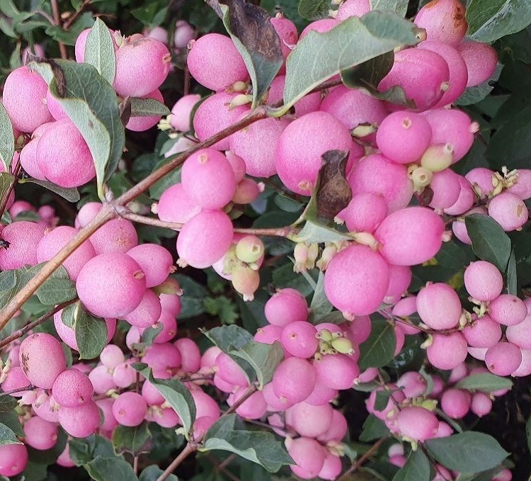SYMPHORICARPOS X DOOREN. SWEET KOLMASWET