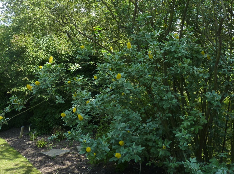 CYTISUS BATTANDIERI
