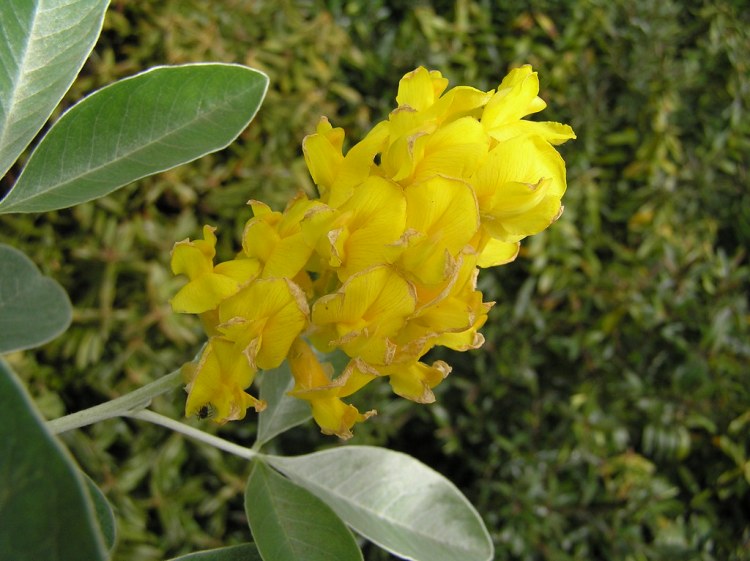 CYTISUS BATTANDIERI