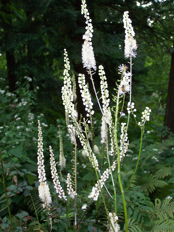 ACTAEA RACEMOSA CORDIFOLIA