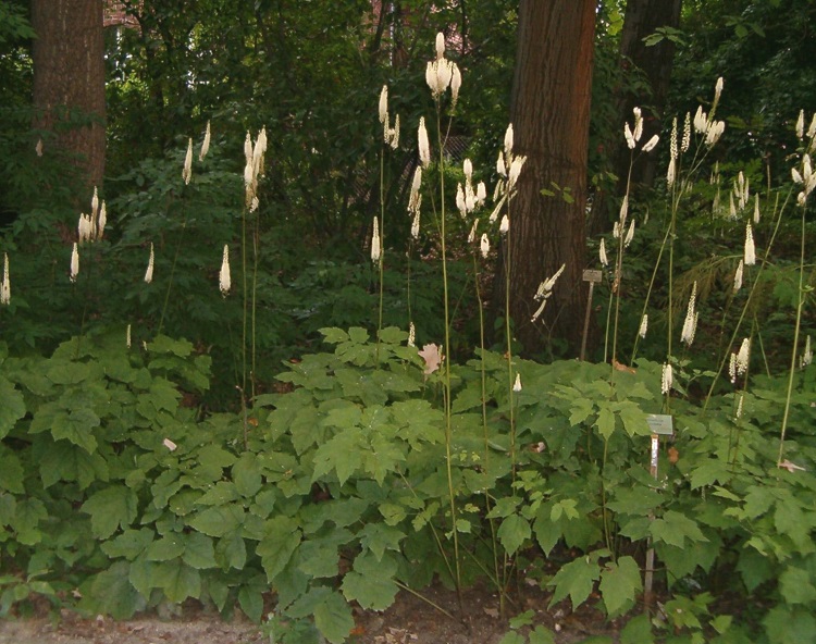 ACTAEA RACEMOSA CORDIFOLIA