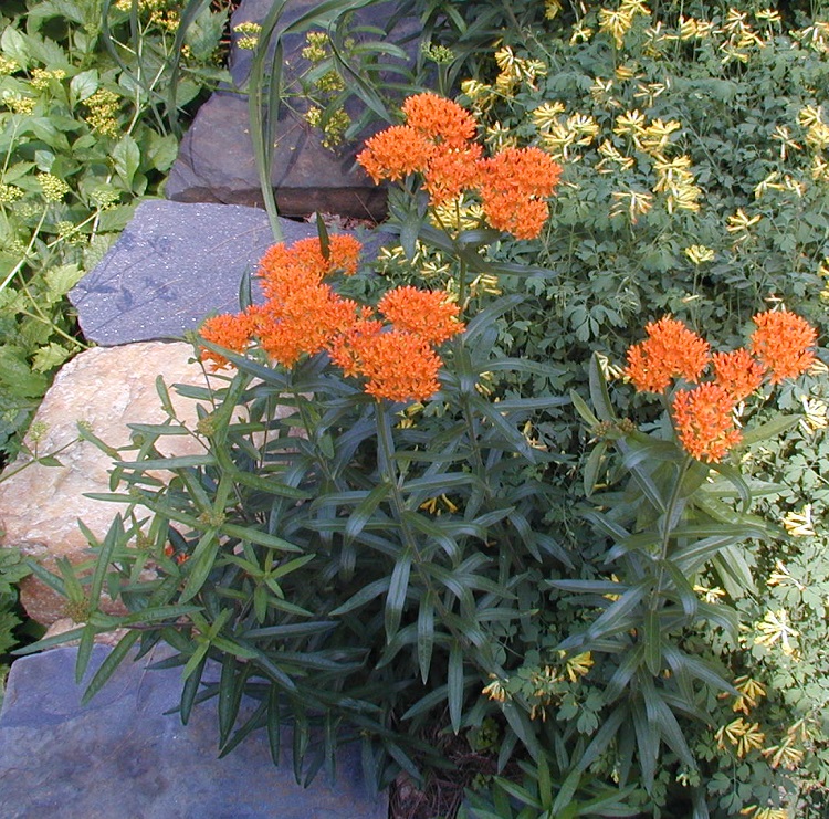 ASCLEPIAS TUBEROSA