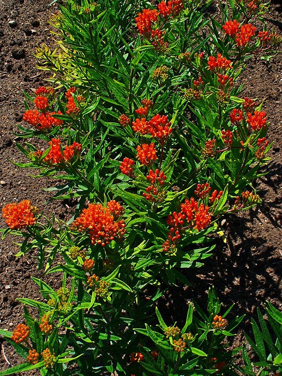 ASCLEPIAS TUBEROSA