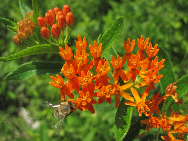 ASCLEPIAS TUBEROSA