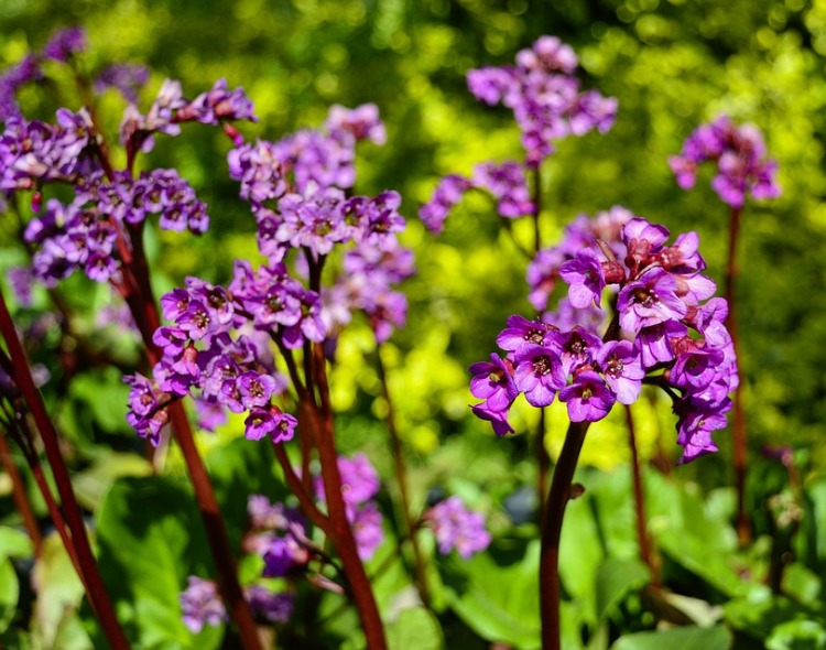 BERGENIA EROICA