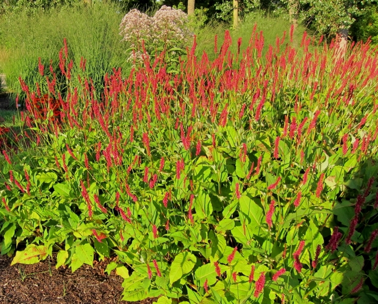 PERSICARIA AMPLEXICAULIS TAURUS