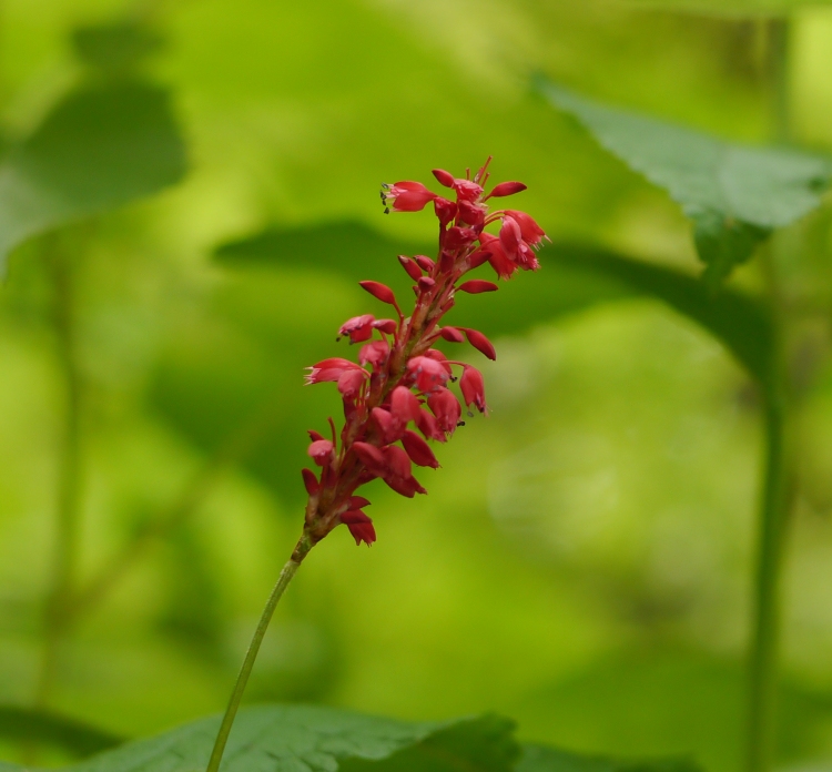 PERSICARIA AMPLEXICAULIS TAURUS