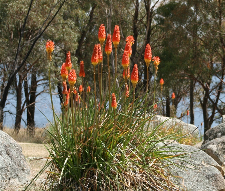 KNIPHOFIA X PAPAYA POPSICLE
