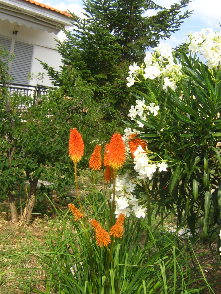 KNIPHOFIA X PAPAYA POPSICLE