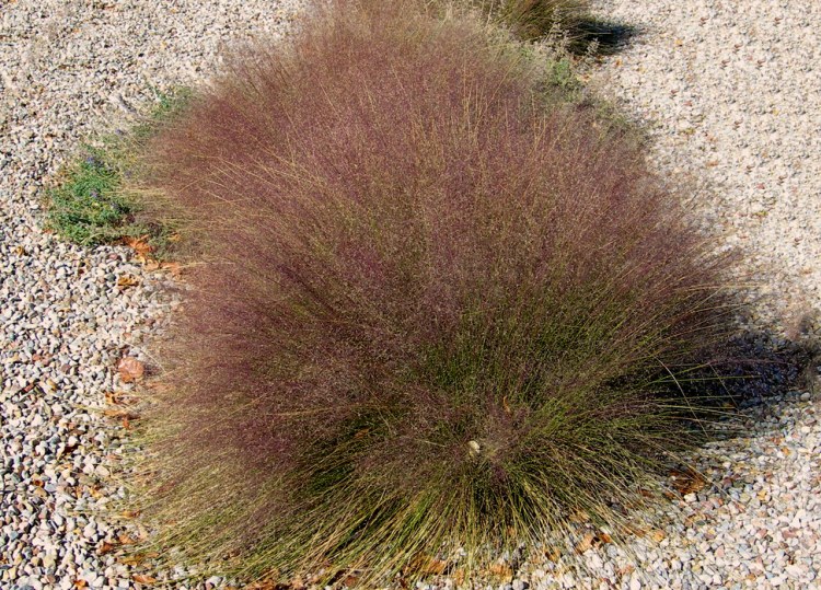 MUHLENBERGIA REVERCHONII