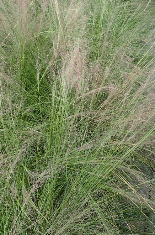 MUHLENBERGIA REVERCHONII