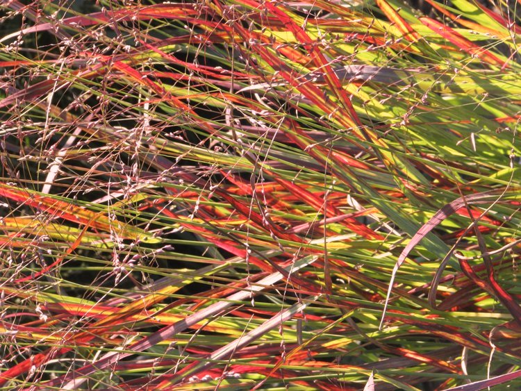 PANICUM VIRGATUM REHBRAUN