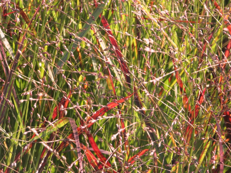 PANICUM VIRGATUM REHBRAUN