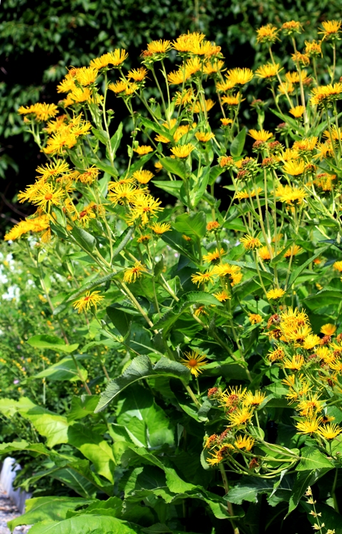INULA HELENIUM