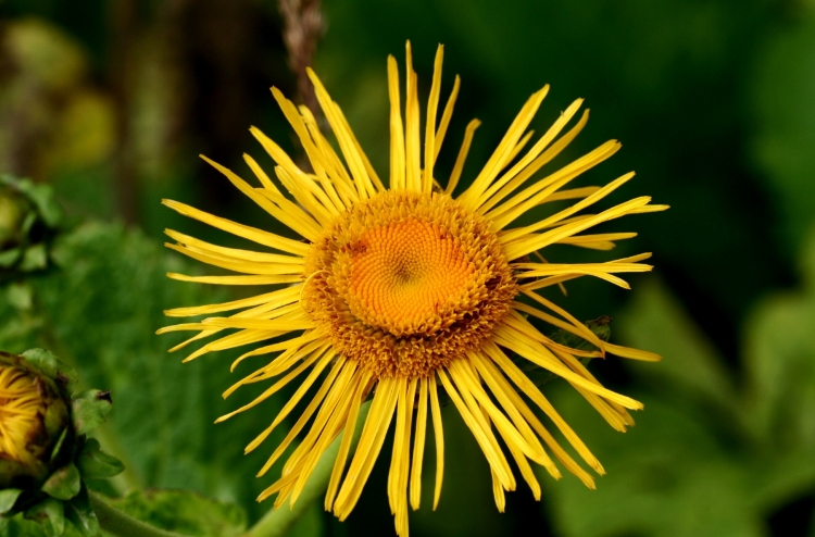 INULA HELENIUM