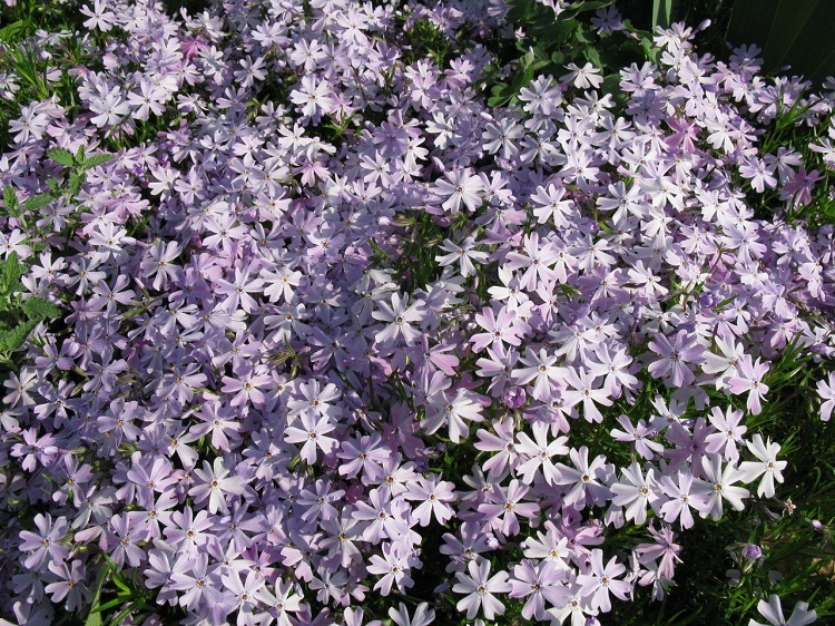 PHLOX SUBULATA EARLY SPRING LAVENDER