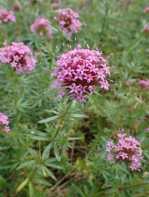 PHUOPSIS STYLOSA