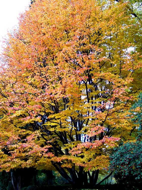 PARROTIA PERSICA