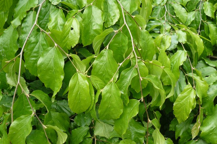 PARROTIA PERSICA