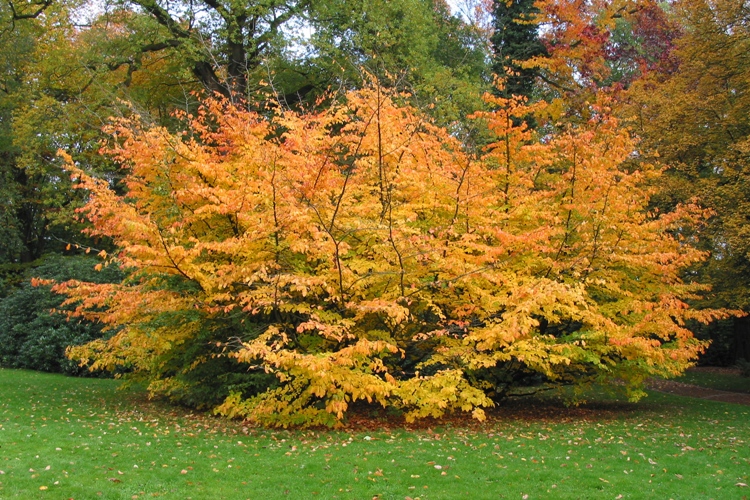 PARROTIA PERSICA