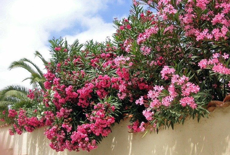 NERIUM OLEANDER