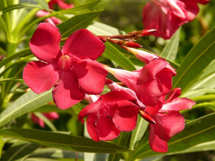 NERIUM OLEANDER