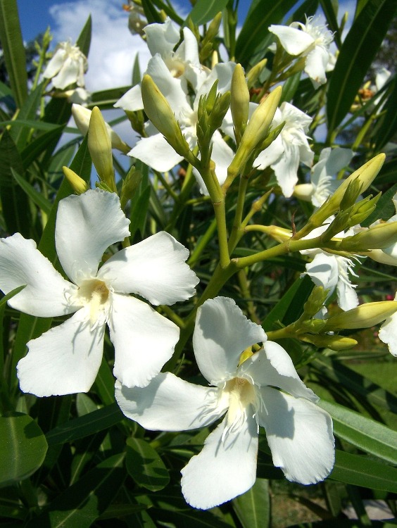 NERIUM OLEANDER