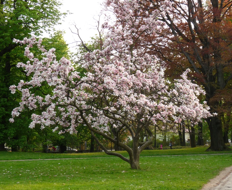 MAGNOLIA X SOULANGEANA