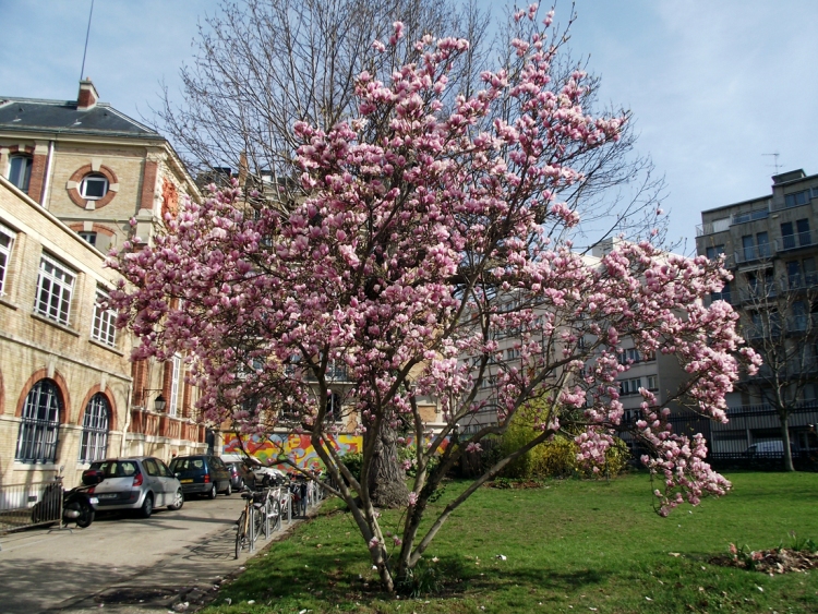 MAGNOLIA X SOULANGEANA