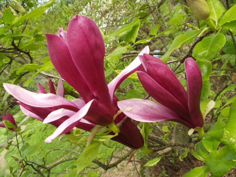 MAGNOLIA X OBOVATA PURPUREA