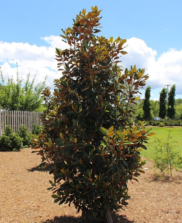 MAGNOLIA GRANDIFLORA GALLISIONENSIS