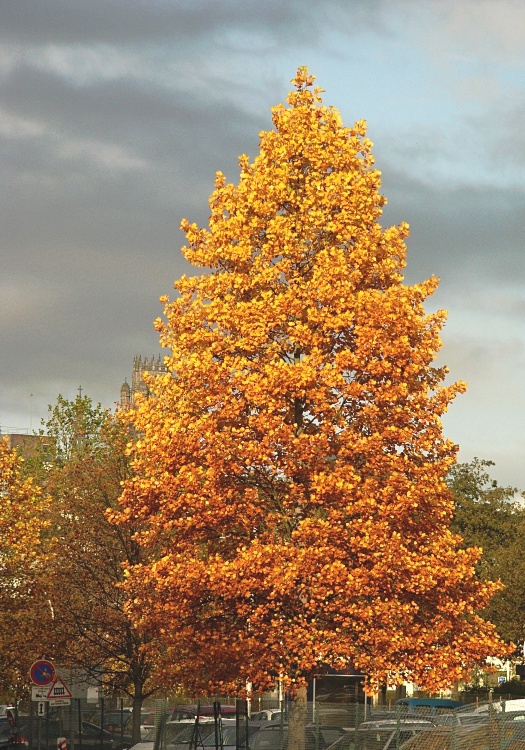 LIRIODENDRON TULIP. FASTIGIATA ALBERETTO