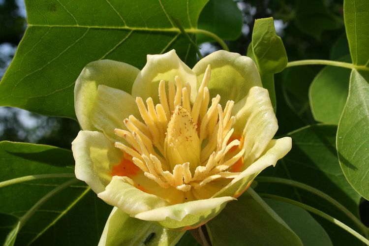 LIRIODENDRON TULIP. FASTIGIATA ALBERETTO