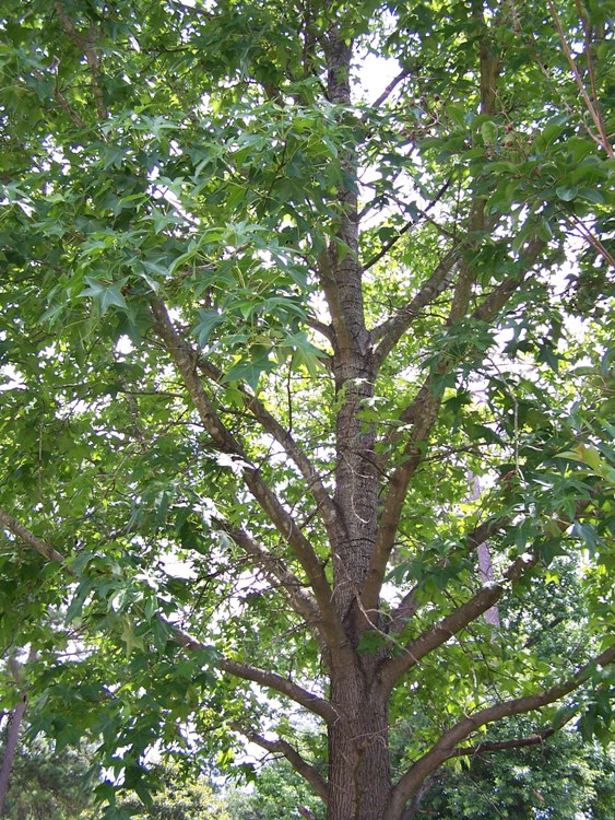 LIQUIDAMBAR STYRACIFLUA