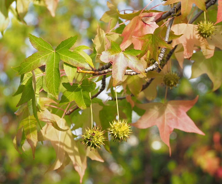LIQUIDAMBAR STYRACIFLUA